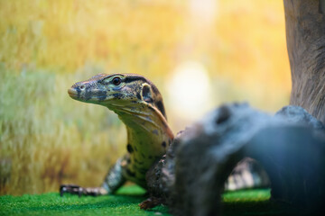 Striped monitor lizard in a terrarium close up (Varanus, Varanidae)