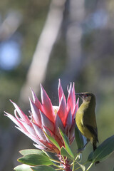New Zealand Adult Green Bellbird on Pink King Protea