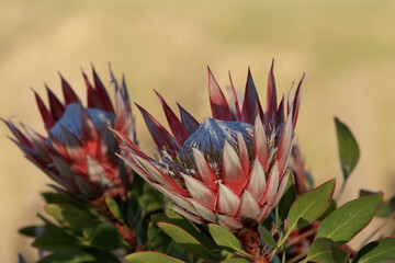 Two King Protea in Evening Light Golden Background