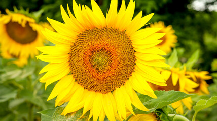 sunflower in the field