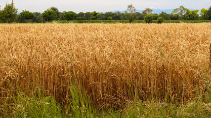 wheat field in the summer