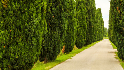 green road in the forest