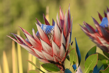 King Protea with Palm Frond in Garden