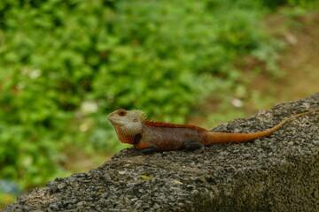 City Dwellers Lizard Chameleon found in Khordha Odisha India