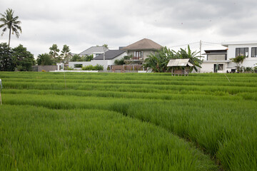 Green rice fields view at a nasty day. Townhouses at background