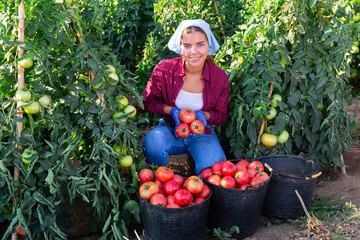Young woman harvesting tomatoes in garden. She's filling buckets with them.