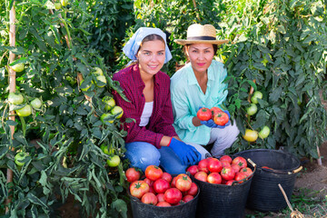 Portrait of two smiling female farm workers sitting near buckets of freshly picked ripe pink tomatoes