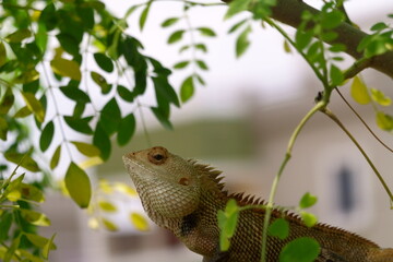 Closeup of Lizard Chameleon found in Odisha India