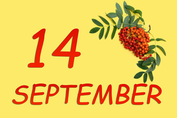 Rowan branch with red and orange berries and green leaves and date of 14 september on a yellow...