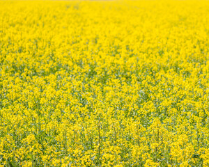 Obraz premium Yellow Sea