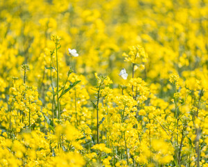 Obraz premium Yellow Sea