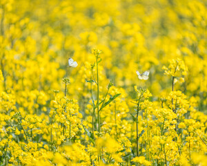 Obraz premium Yellow Sea
