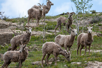 Herd of Mountain Goats in Northern Montana