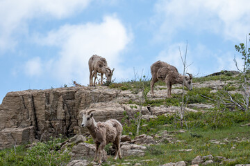 Mountain Goats in Montana, Wildlife of Montana