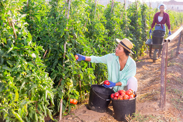 Two women harvesting red ripe tomatoes in vegetable garden. Woman in hat picking them from shrubs and another woman carrying cart in background.