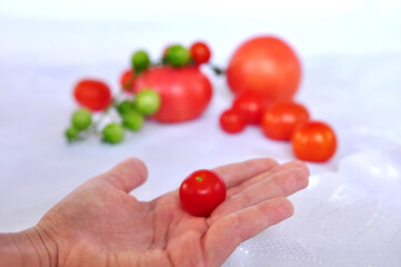 Fresh tomato in a hand of child, and a branch of tomatoes on background