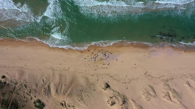Aerial Top Upward Shot Of People Around Dead Wild Fish By Coastline On Sunny Day - Ashkelon, Israel