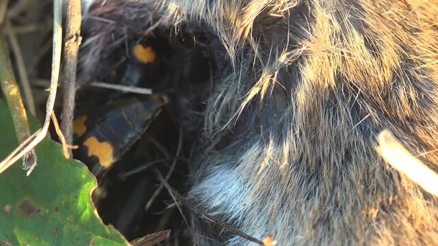 View macro insect in wildlife. Nicrophorus marginatus running around dead mouse, Burying beetles or sexton beetles, genus Nicrophorus, of family Silphidae, carrion beetles