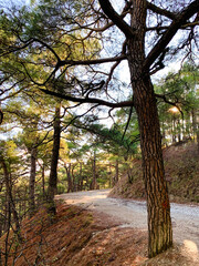 Fototapeta premium Sunny path in the pine forest