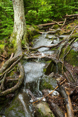 Water running down a trail on Mt. Kearsarge, New Hampshire.
