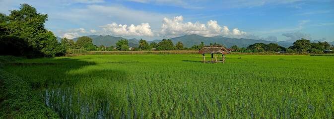 Small house in the middle of the rice field