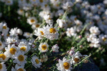 A cluster of white paper daisies
