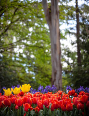 red tulips under trees vertical