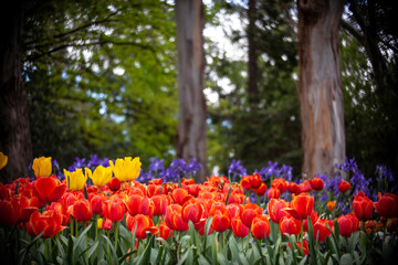 red tulips under trees horizontal 