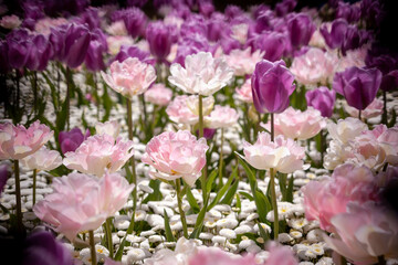 Pink and purple tulip