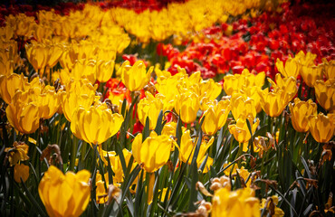 field of yellow and red tulips