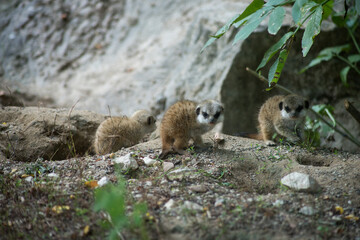 Naklejka na ściany i meble Portrait of meerkats babies standing on the land