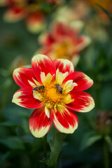 Closeup of bee on colorful dalhia flowers in a public garden