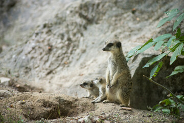 Portrait of meerkats family standing on the land
