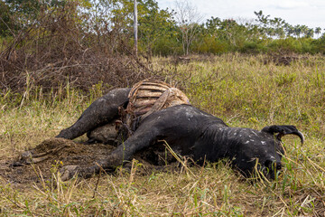 Dead carabao left on the field in a ra