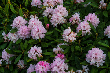 pink flowers in green garden