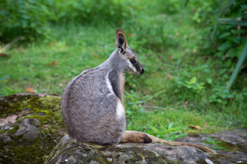 Obraz premium Portrait of wallaby sitting on rock