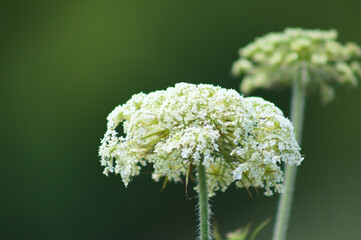 Wild carrot inflorescence closeup view with green blurred background