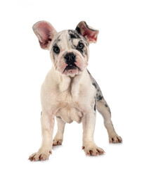 Fototapeta premium merle french bulldog