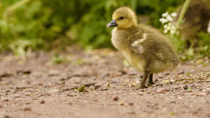 baby goose on the sand