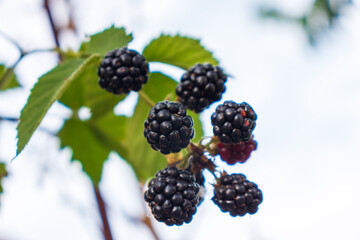 ripe and unripe blackberries on the bush with selective focus. Bunch of berries