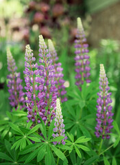 Violet and purple lupine flowers