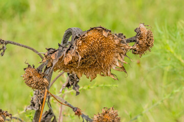 Brown center of dead sunflower against soft green blurred background.