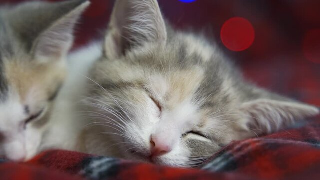 Sleepy muzzle of a cute kitten close up. The pet twitches its ears and wiggles its mustache in a dream. New Year's dreams. Close-up, 4K UHD.