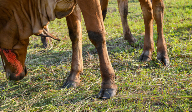 The leg of a cows  standing on  the ground,  in the farm.