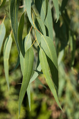 eucalyptus leaves on a branch as background