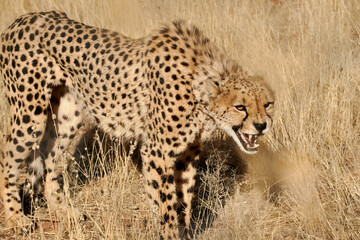 Fototapeta premium Close-up of a wild cheetah (Acinonyx jubatus) in Namibian Savanna, Africa.