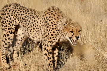 Close-up of a wild cheetah (Acinonyx jubatus) in Namibian Savanna, Africa.