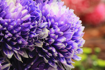 Chrysanthemum flowers close-up,beautiful purple with white flowers blooming in the garden in autumn
