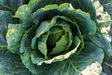 Soft focus of Big cabbage in the garden
