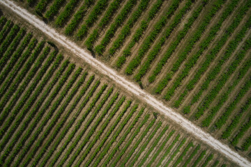 A country road crosses vineyard plantations, top view. Cypress trees along the road between vineyards aerial view. Vineyard plantation texture top view. Smooth rows of vineyards aerial view.